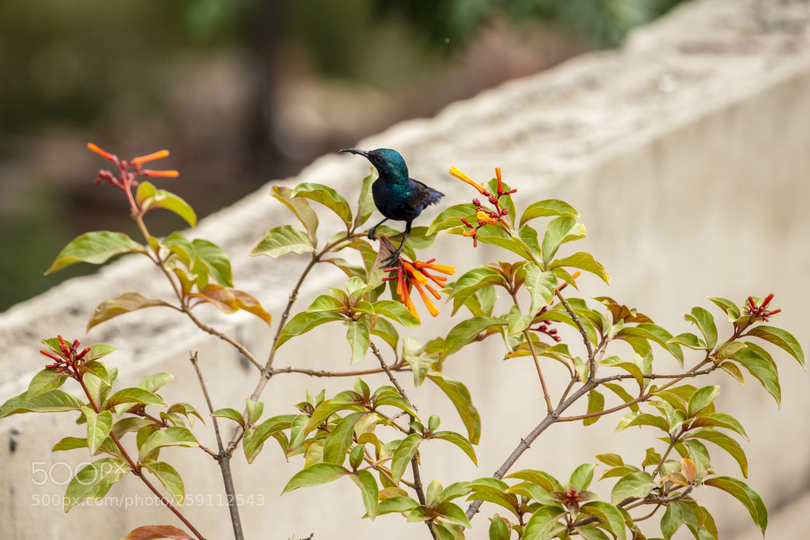 Canon EOS 200D (EOS Rebel SL2 / EOS Kiss X9) sample photo. Hummingbird on firebush photography