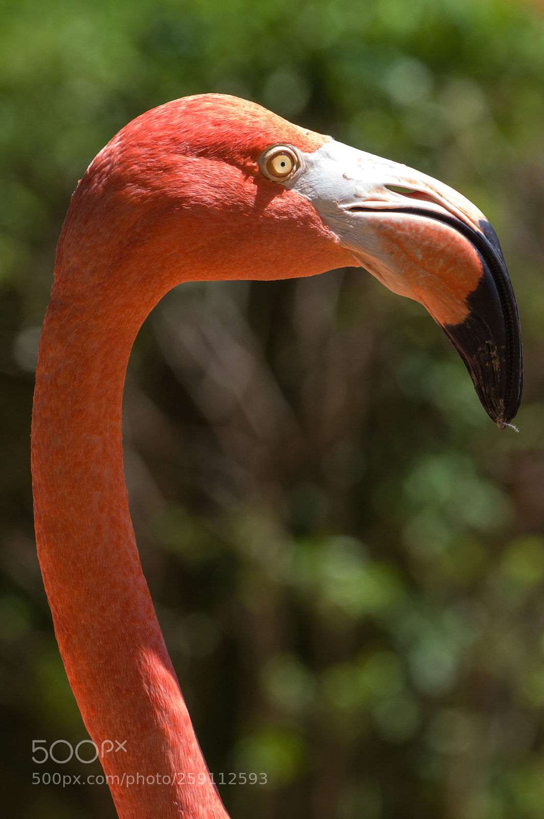 Pentax K-3 sample photo. Flamingo photography
