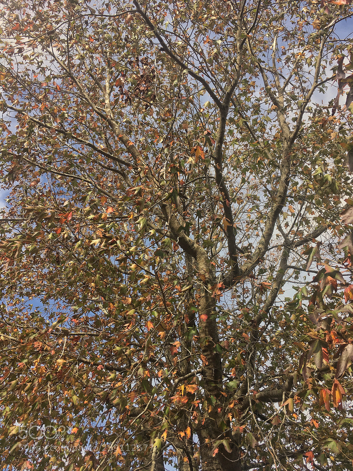 Apple iPhone SE sample photo. Maple tree in the photography