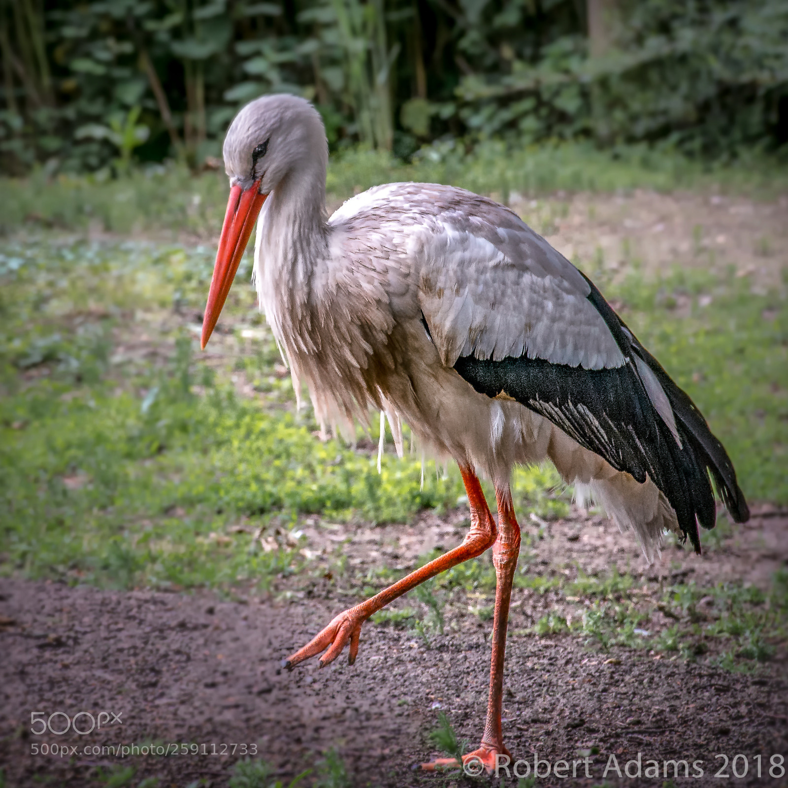 Nikon D7100 sample photo. White stork photography