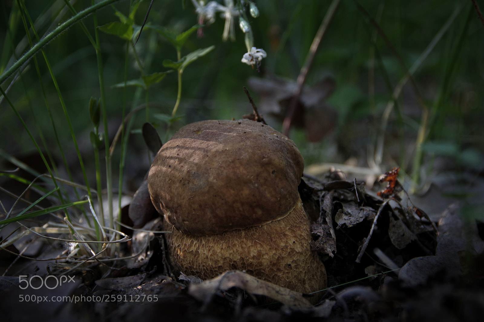 Pentax K-70 sample photo. Untitled photography