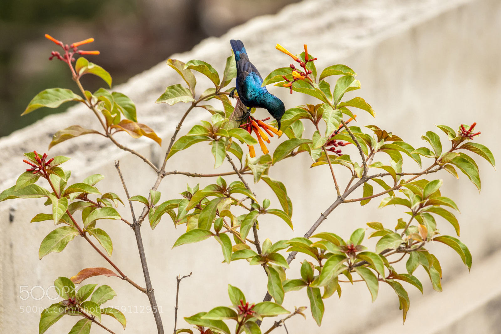 Canon EOS 200D (EOS Rebel SL2 / EOS Kiss X9) sample photo. Hummingbird on fire bush photography