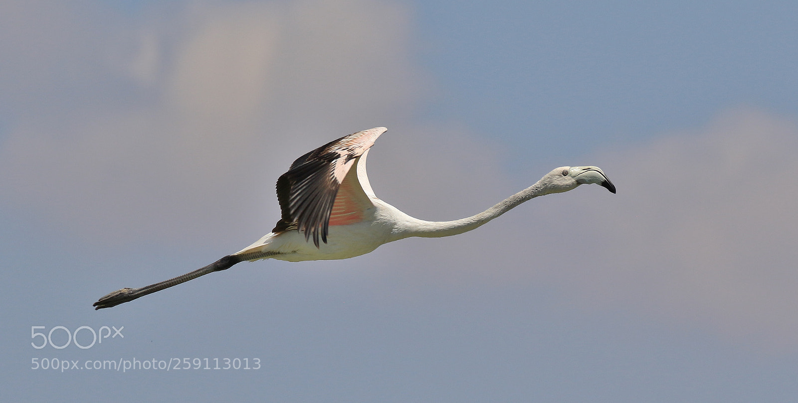 Canon EOS 7D Mark II sample photo. Flamingo photography