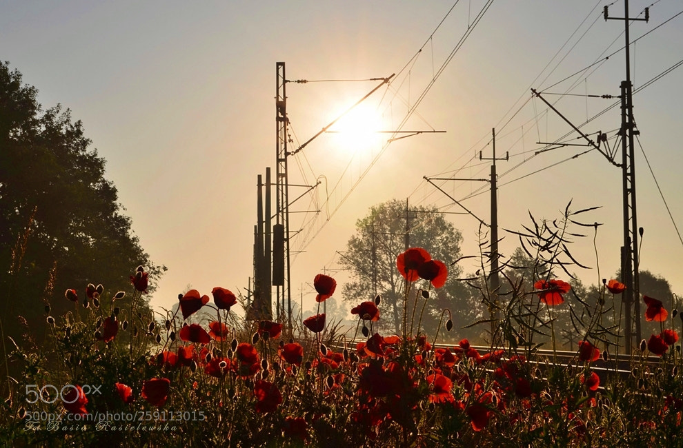 Nikon D5100 sample photo. Train to nature... photography