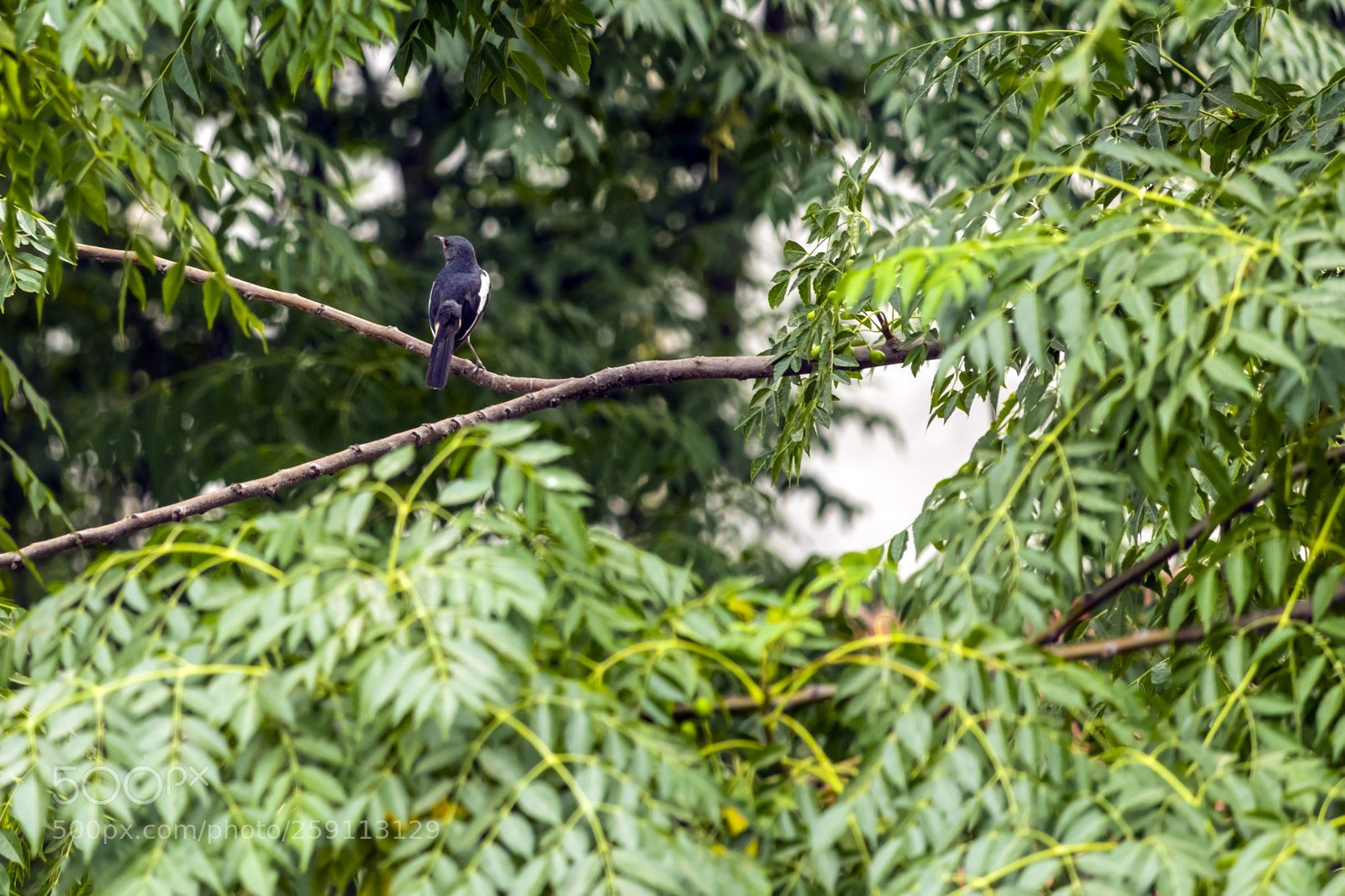 Canon EOS 200D (EOS Rebel SL2 / EOS Kiss X9) sample photo. Indian magpie robin photography