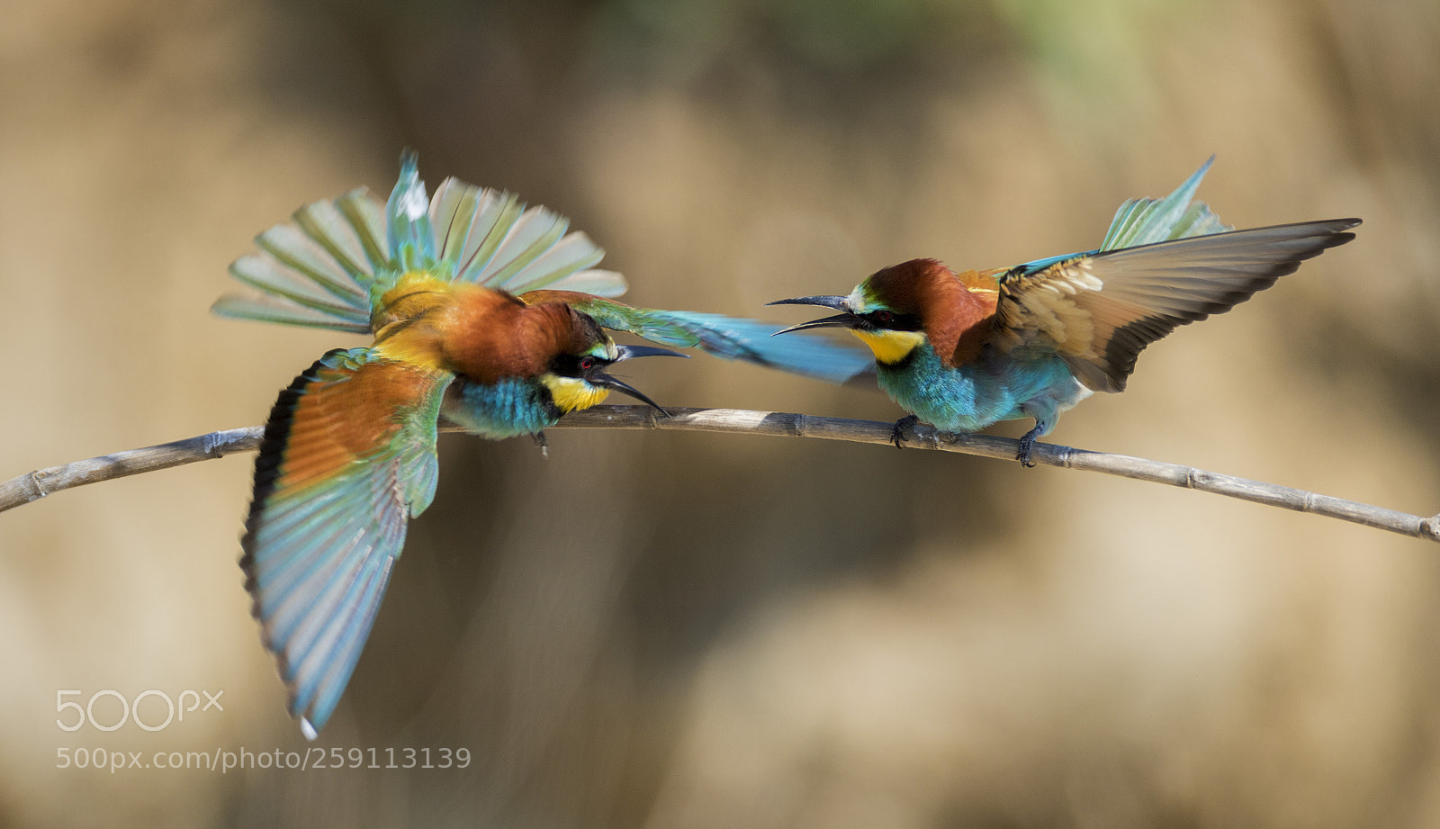 Canon EOS 7D Mark II sample photo. Fight for roost photography