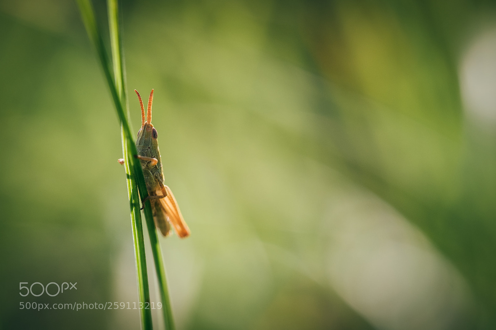 Fujifilm X-Pro2 sample photo. Tiny locust photography