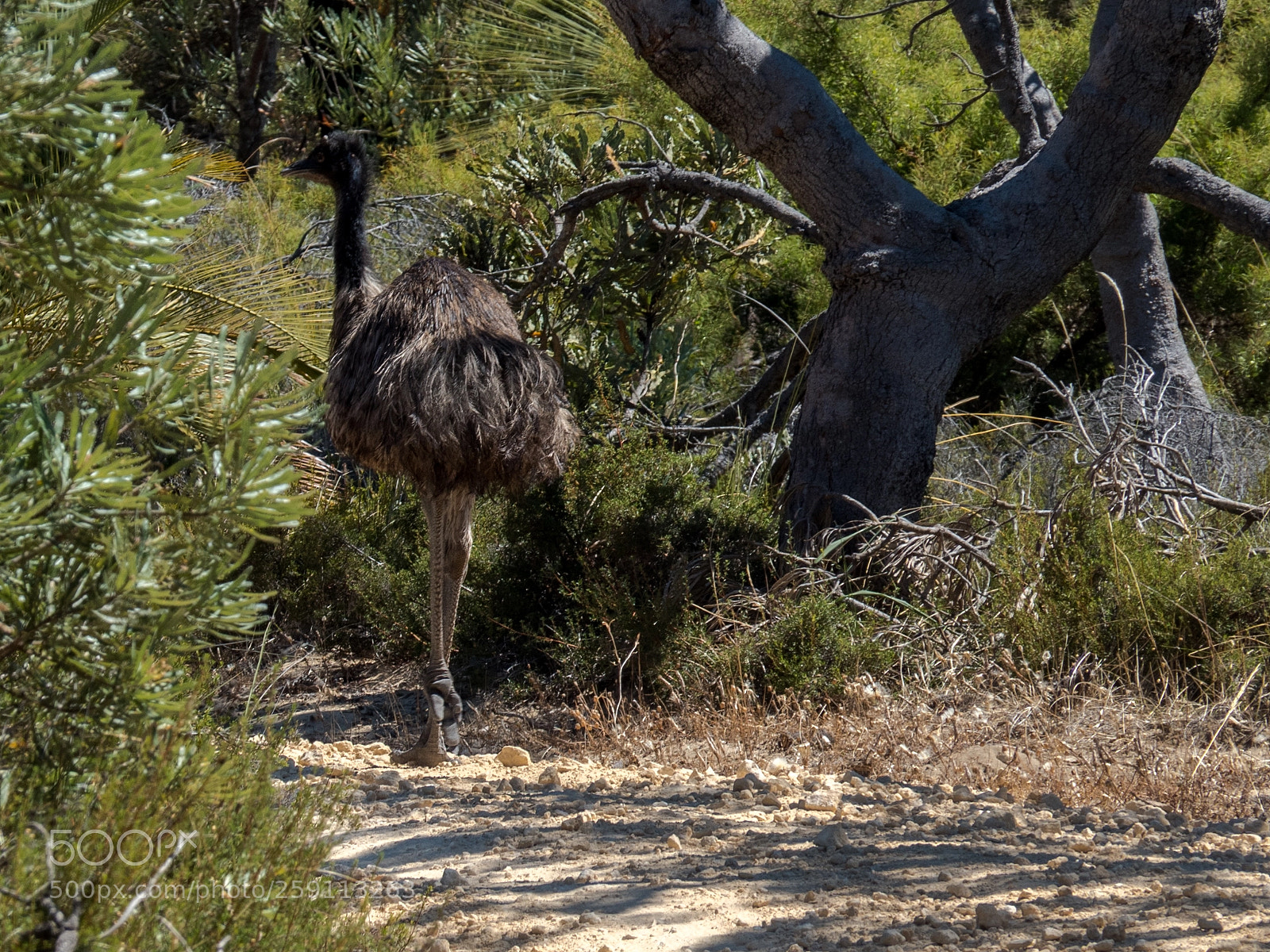 Olympus OM-D E-M5 II sample photo. Dromaius novaehollandiae emu photography