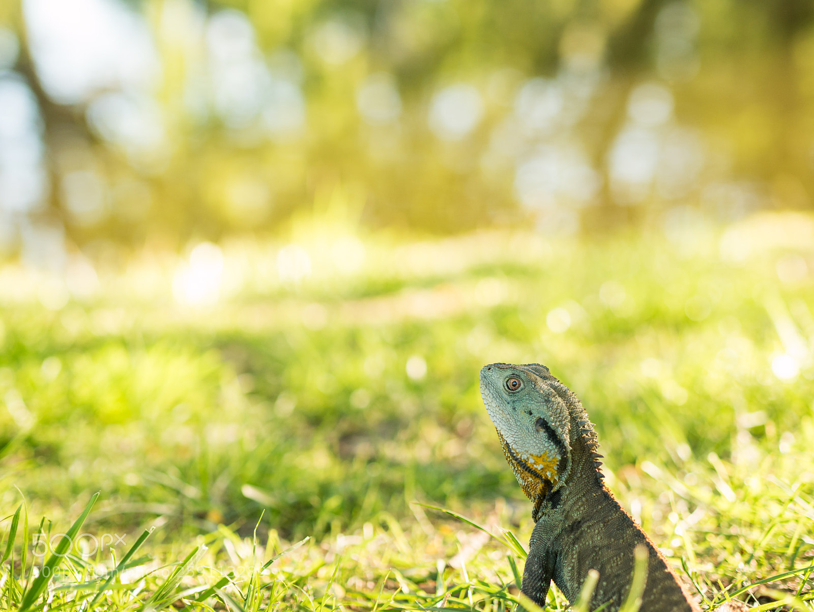 Panasonic Lumix DMC-GX7 sample photo. Friendly dragon photography