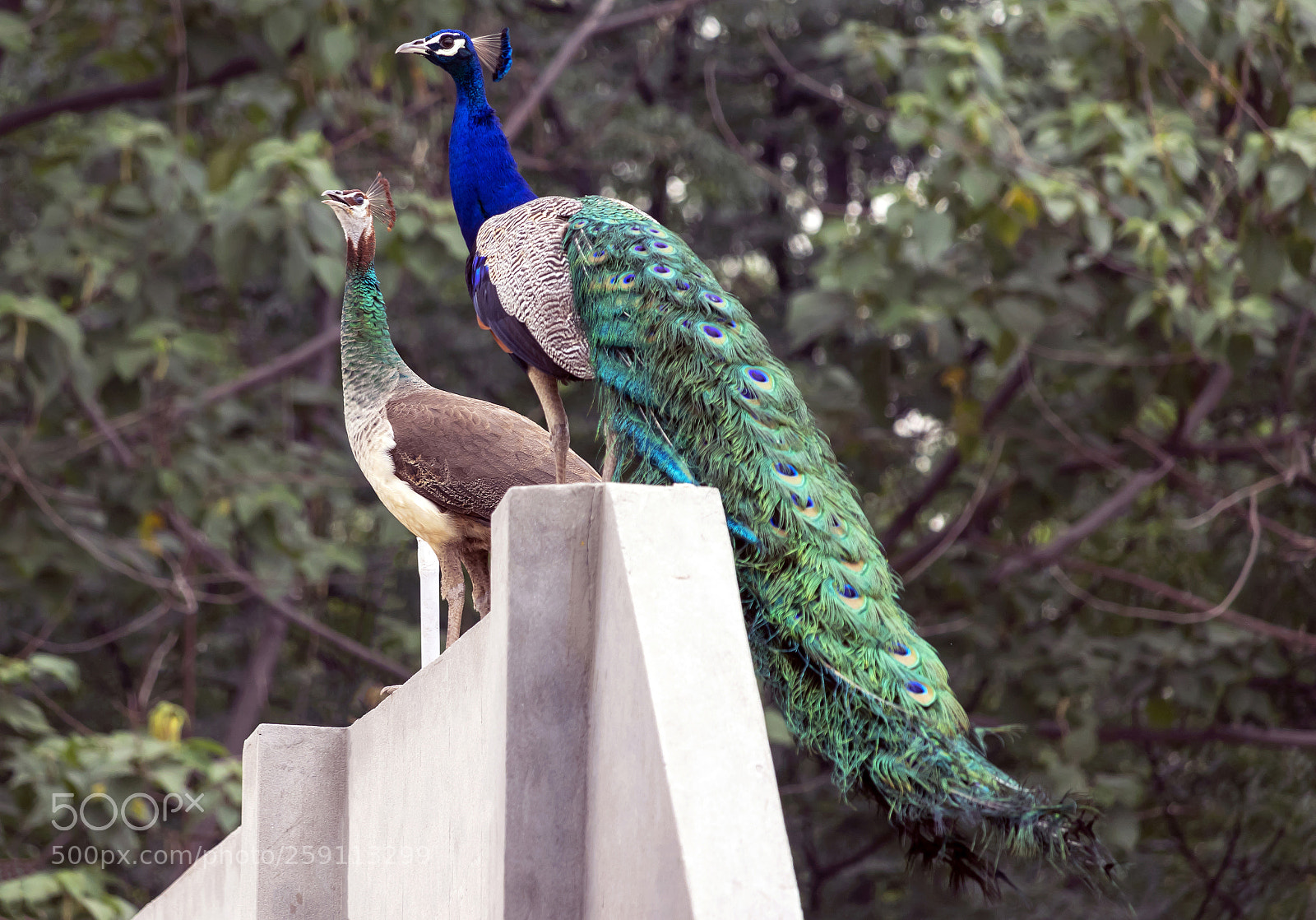 Canon EOS 200D (EOS Rebel SL2 / EOS Kiss X9) sample photo. Peacock and peahen photography