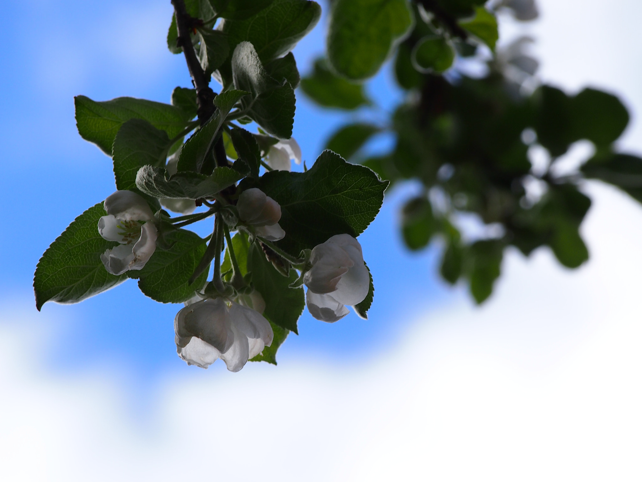 Olympus PEN E-PM1 sample photo. Clouds of blossom. photography