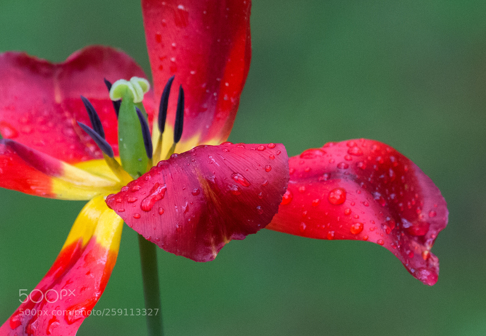 Nikon D7200 sample photo. После дождя photography