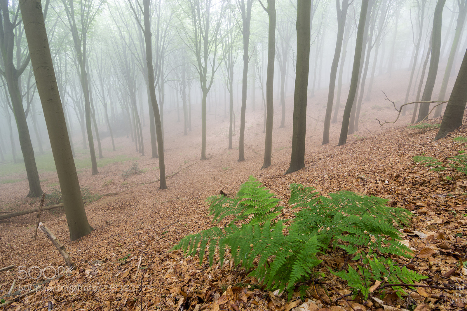 Nikon D7200 sample photo. Foggy mornings photography