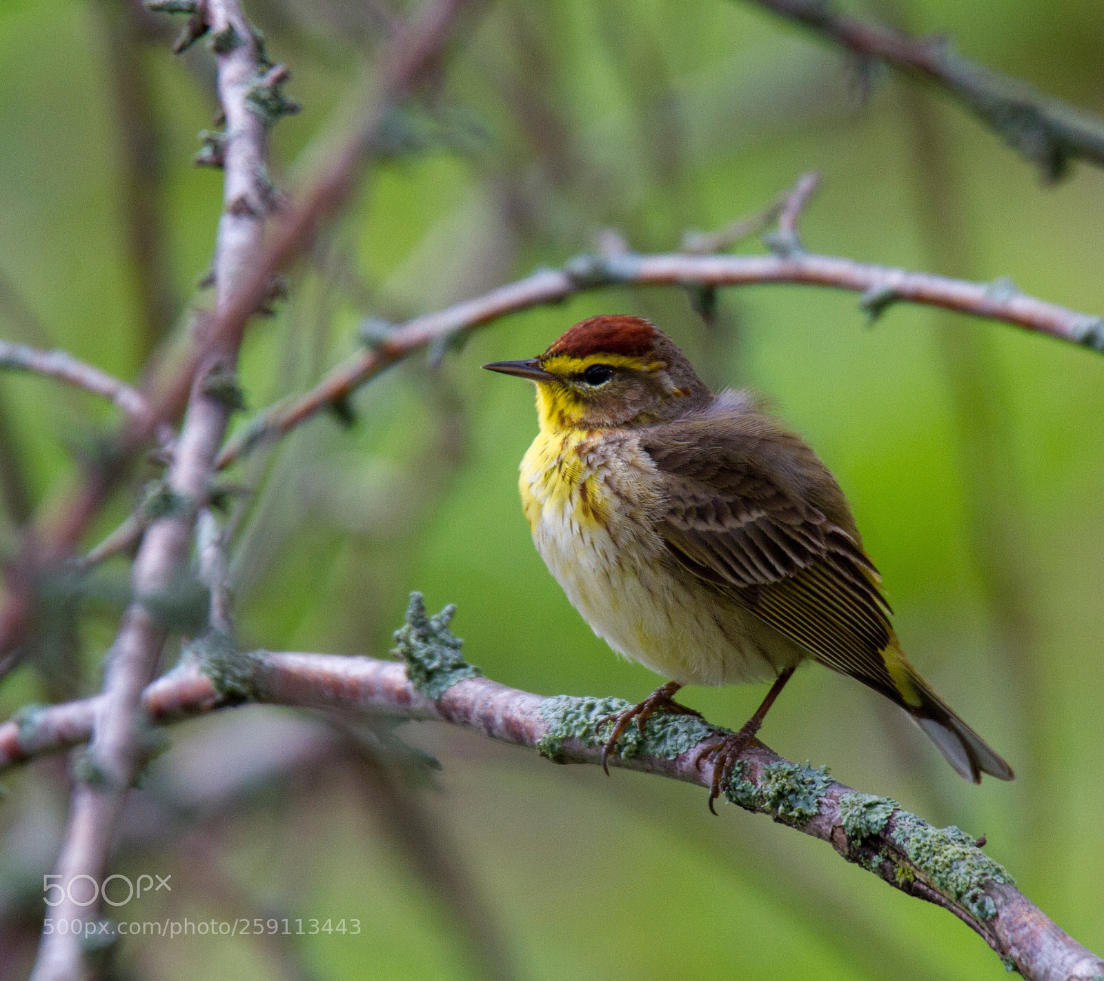 Canon EOS 7D sample photo. Palm warbler photography