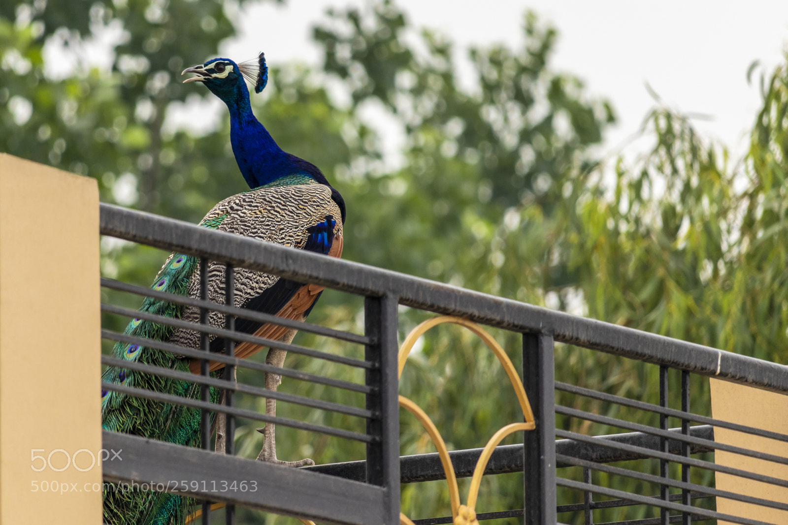 Canon EOS 200D (EOS Rebel SL2 / EOS Kiss X9) sample photo. Peacock enjoying weather photography