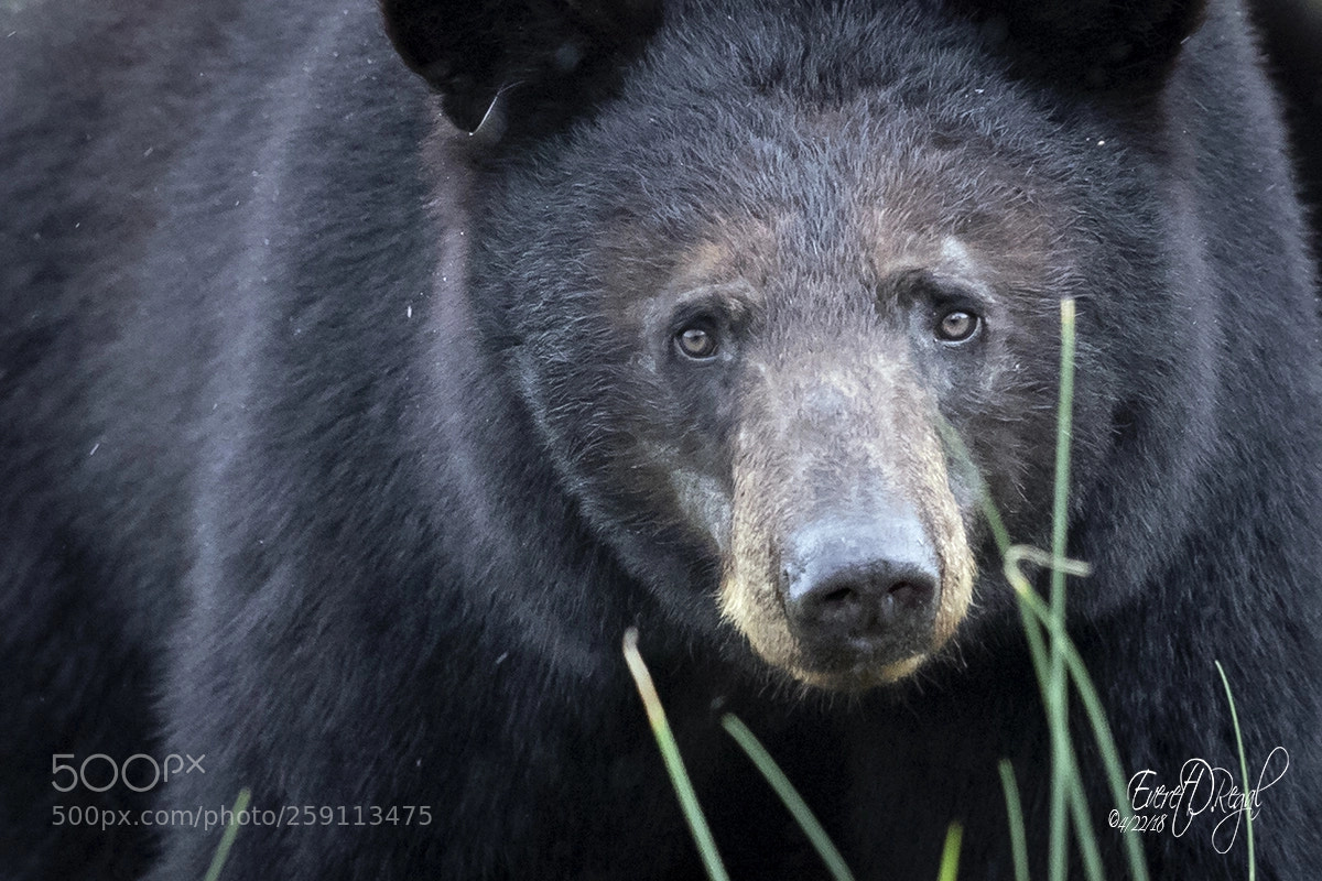 Canon EOS-1D X Mark II sample photo. The eyes of a photography