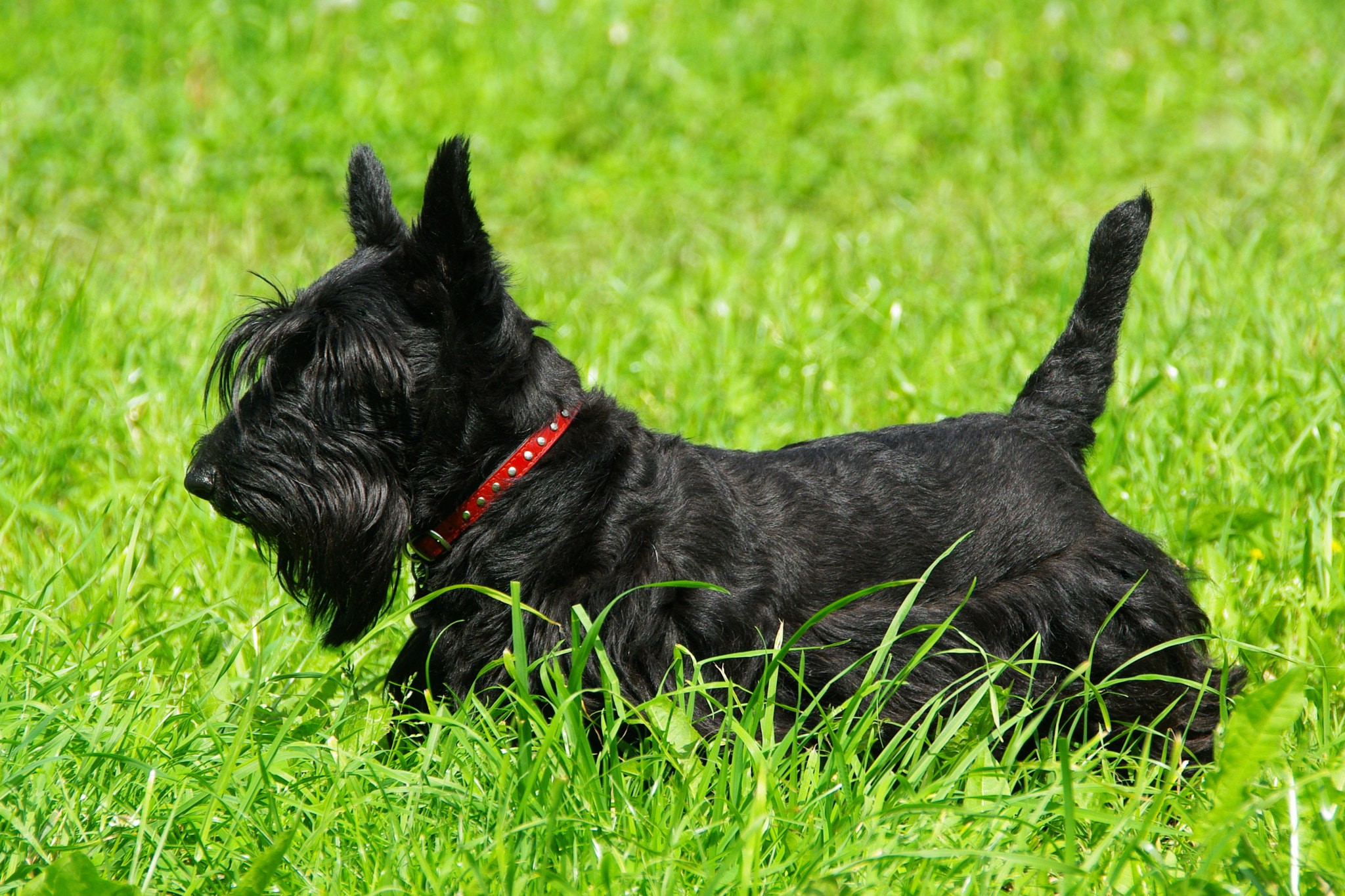 Pentax K200D sample photo. Bony photography