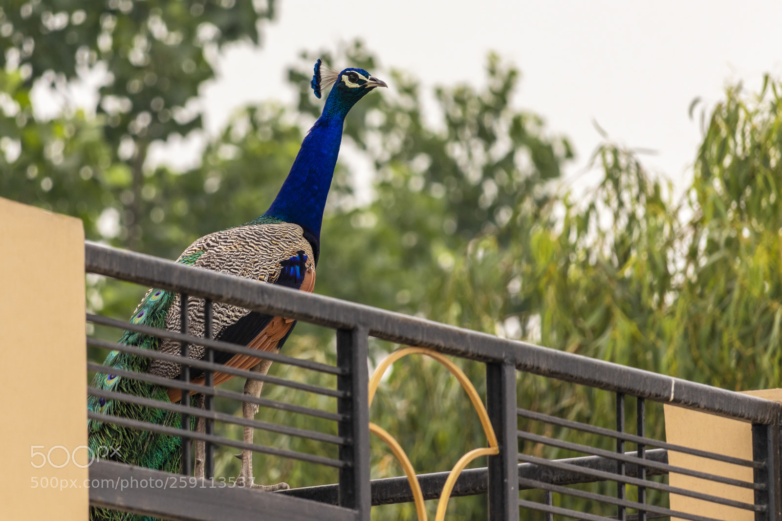 Canon EOS 200D (EOS Rebel SL2 / EOS Kiss X9) sample photo. Peacock roaming around photography