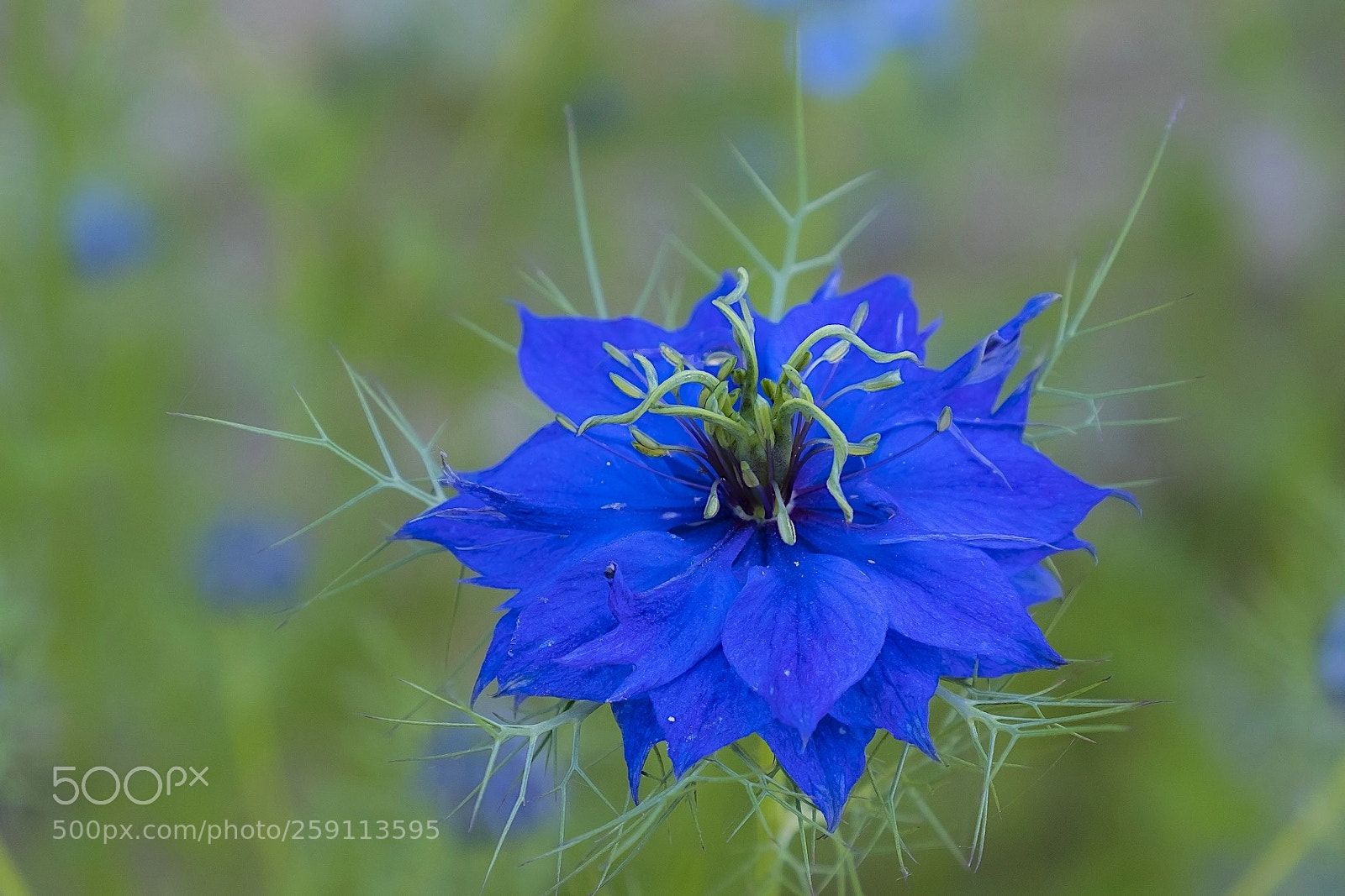 Fujifilm X-T20 sample photo. Nigelle ! photography
