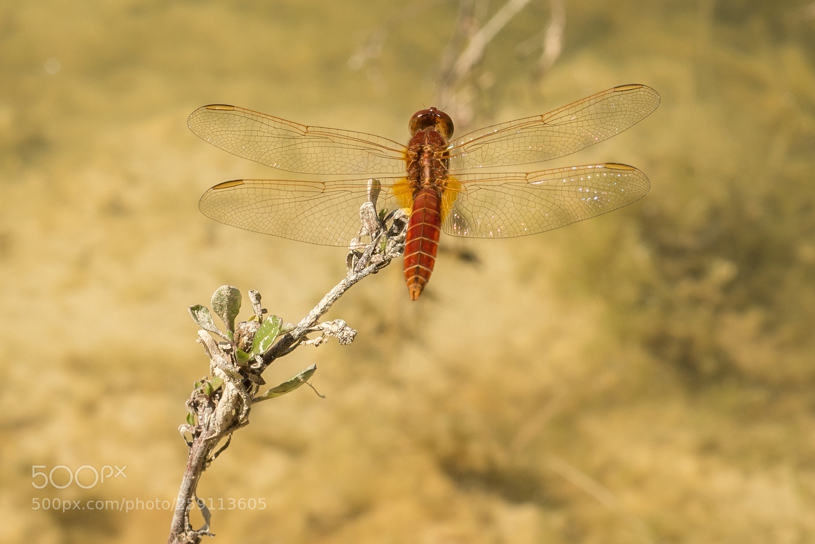 Nikon D610 sample photo. Libellula photography