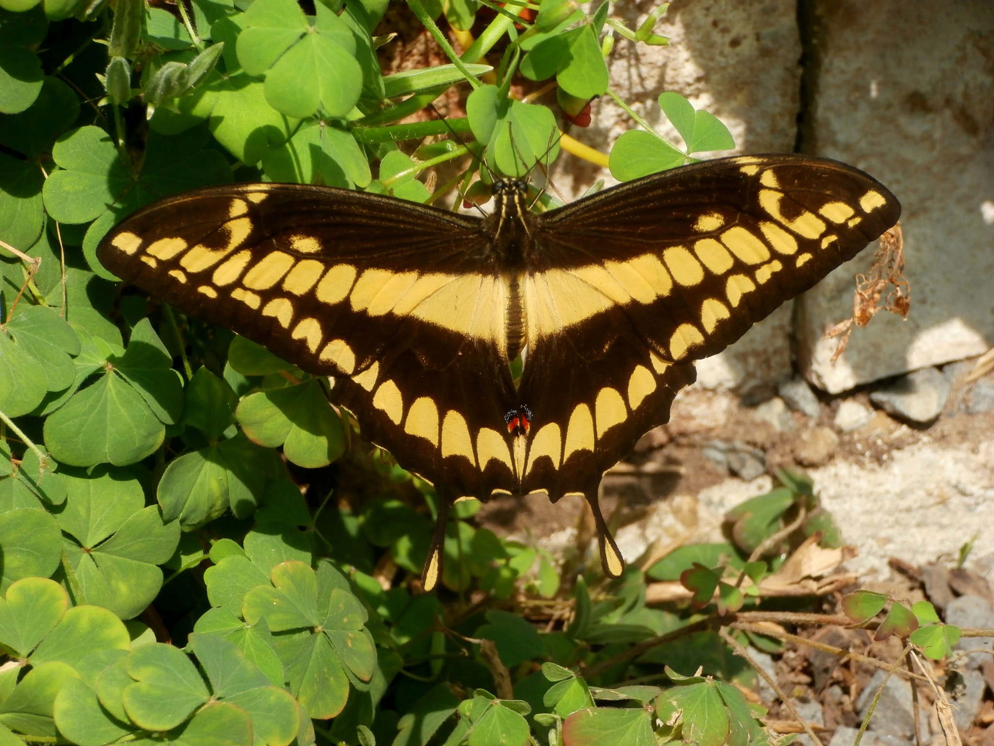 Olympus VR340,D750 sample photo. Butterfly . photography