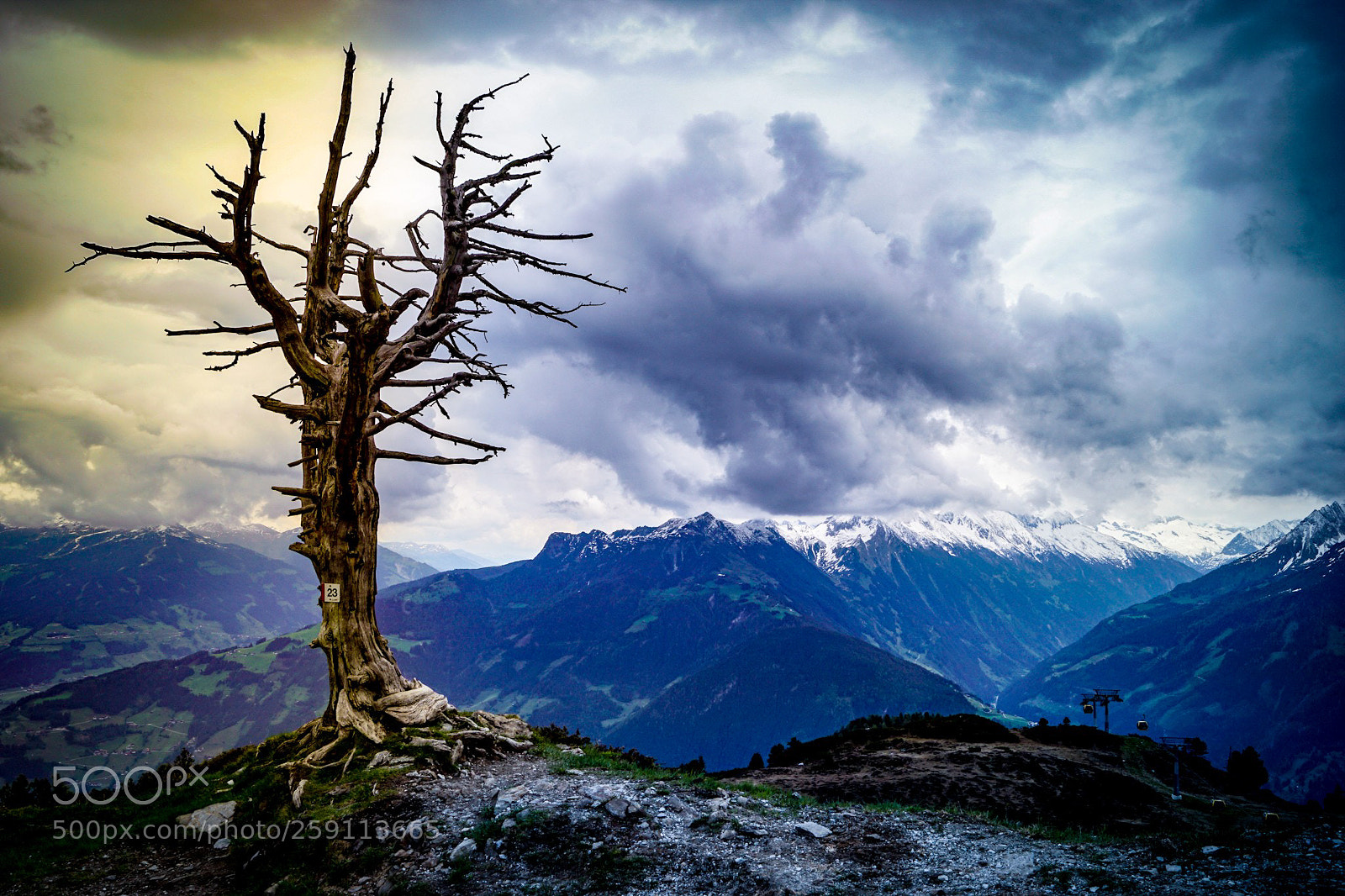 Sony SLT-A68 sample photo. Dead tree photography
