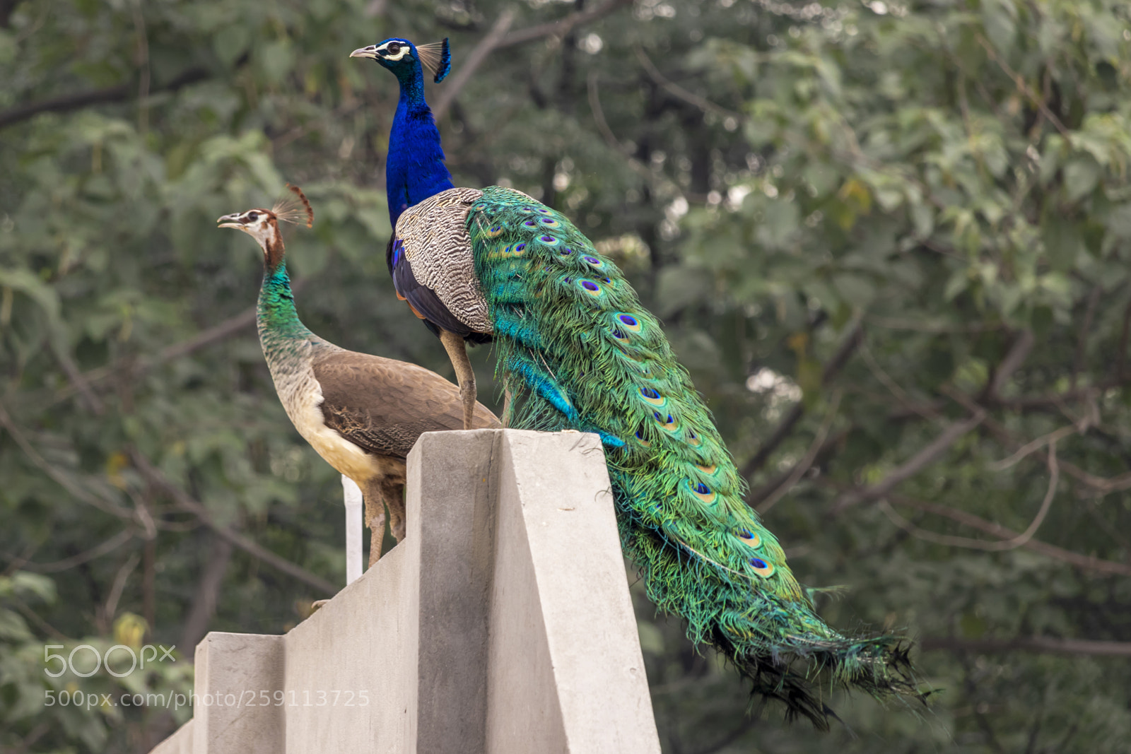 Canon EOS 200D (EOS Rebel SL2 / EOS Kiss X9) sample photo. Peahen & peacock photography