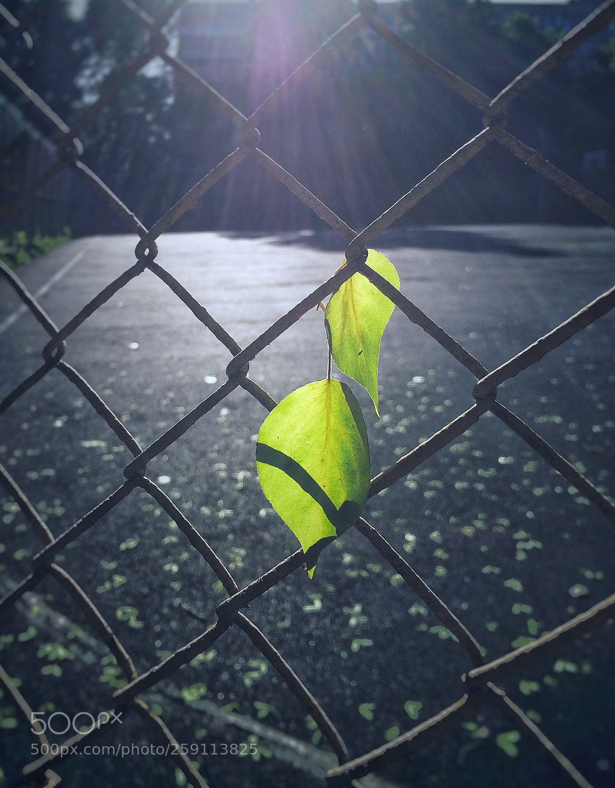 Apple iPhone 5s sample photo. Untitled photography