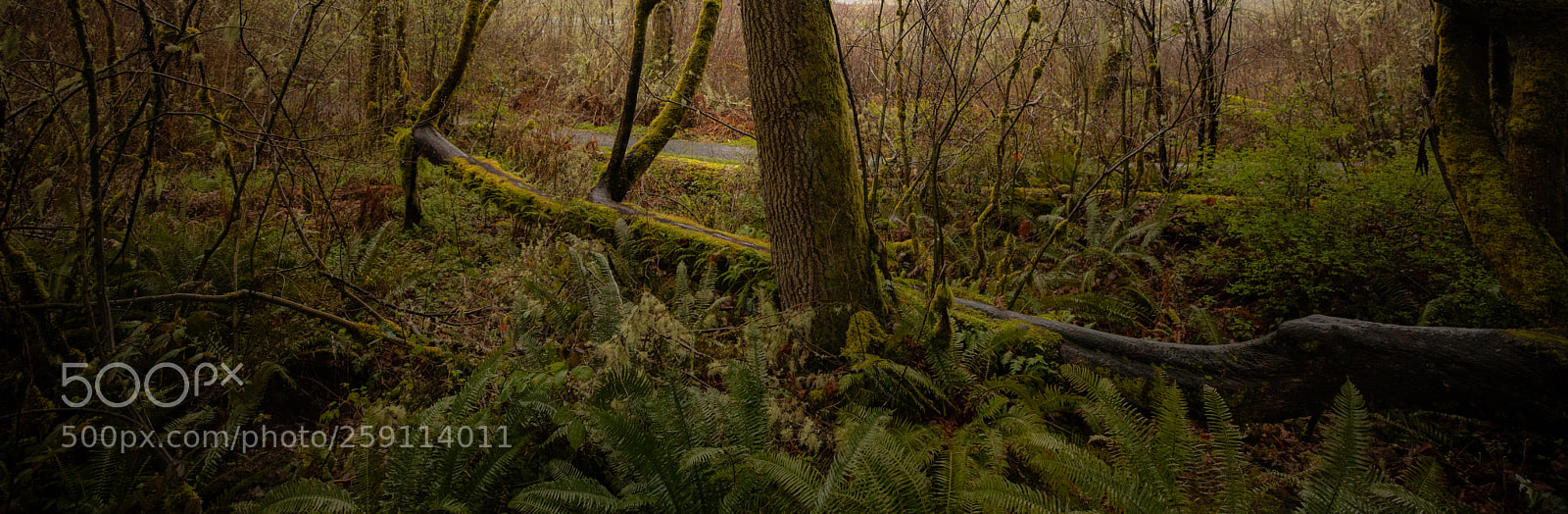 Canon EOS 5D Mark IV sample photo. Mt st. helens photography