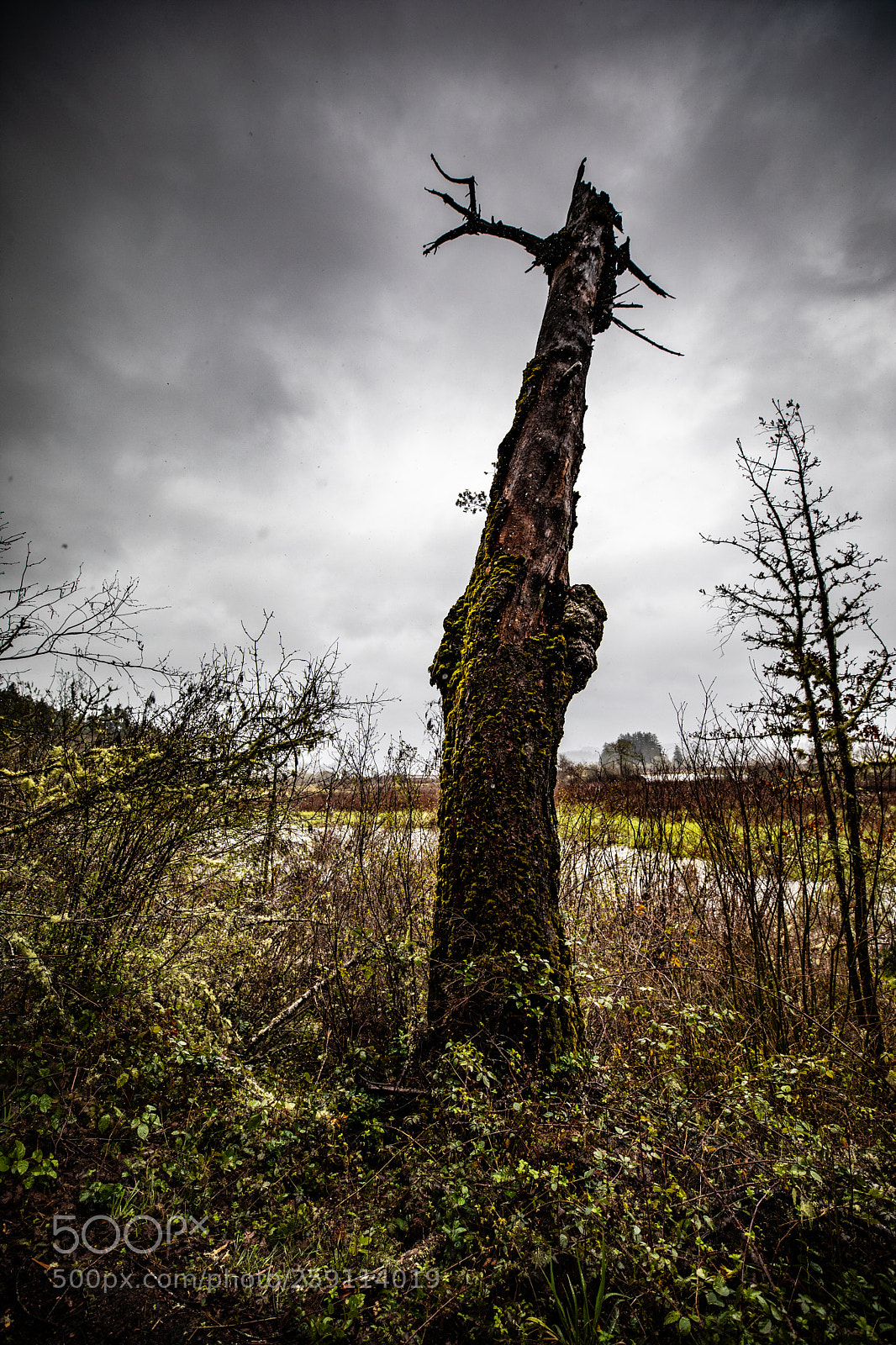 Canon EOS 5D Mark IV sample photo. Mt st. helens photography