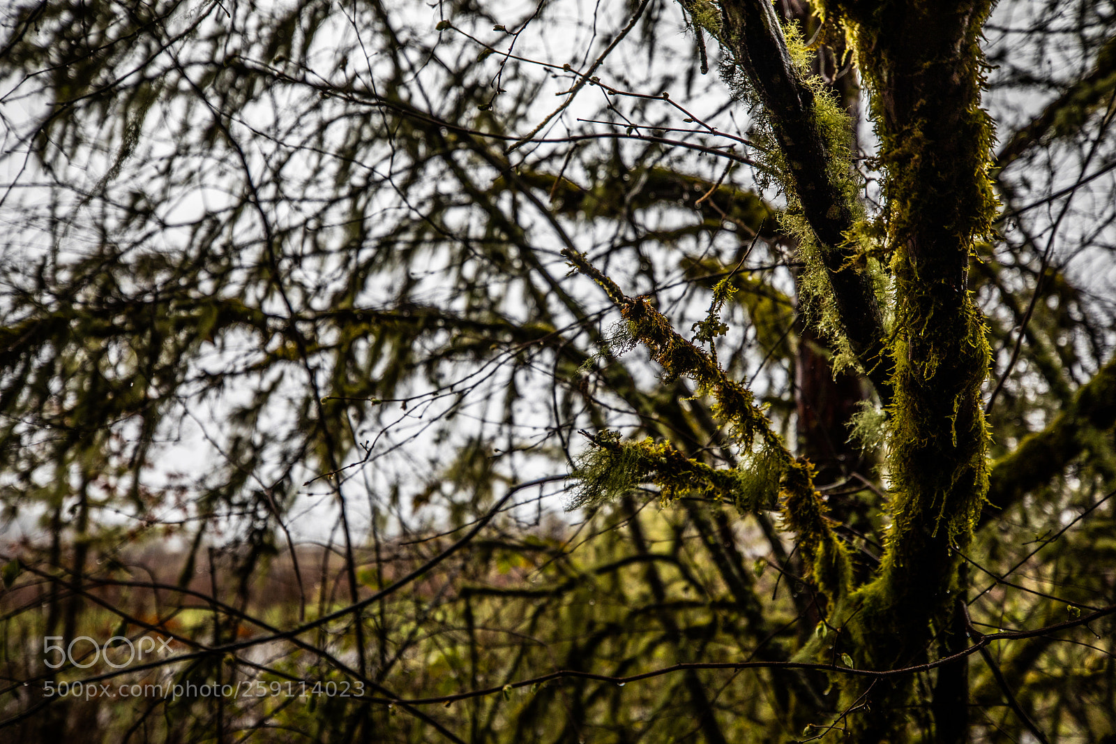 Canon EOS 5D Mark IV sample photo. Mt st. helens photography
