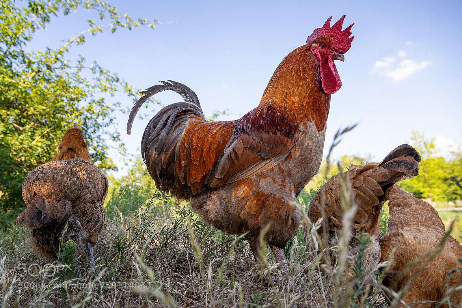 Canon EOS 5D Mark IV sample photo. Peacocky cock -iii- photography