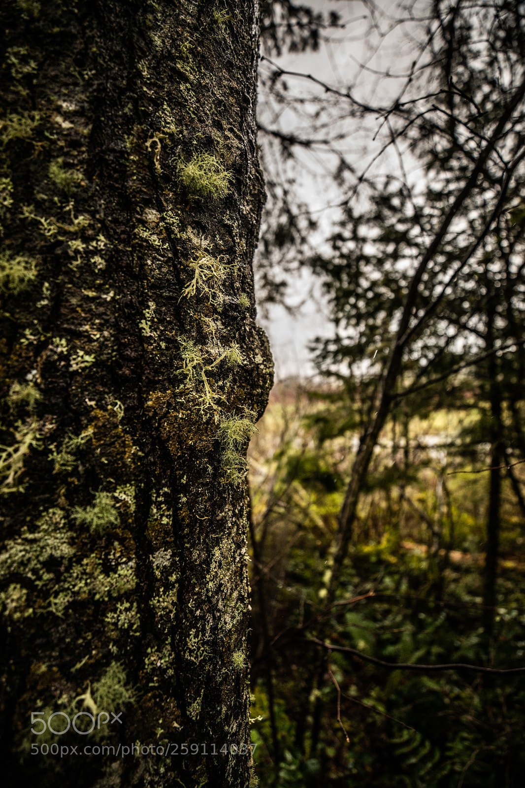 Canon EOS 5D Mark IV sample photo. Mt st. helens photography