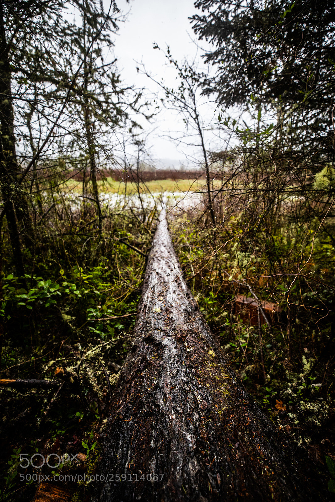 Canon EOS 5D Mark IV sample photo. Mt st. helens photography