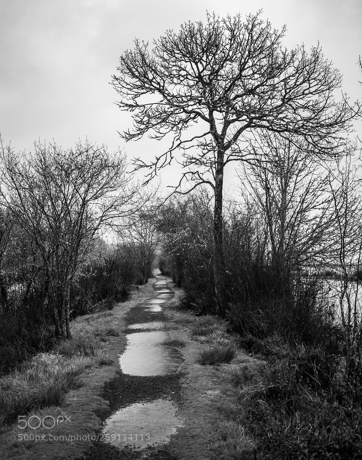 Canon EOS 5D Mark IV sample photo. Mt st. helens photography