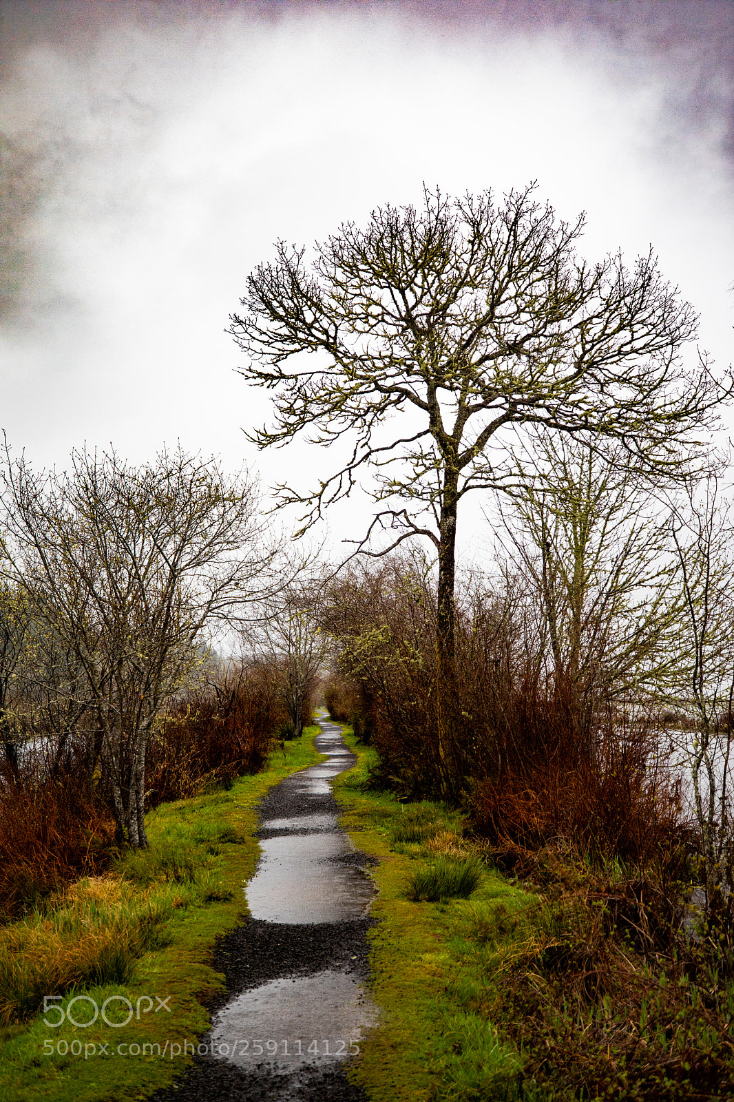 Canon EOS 5D Mark IV sample photo. Mt st. helens photography