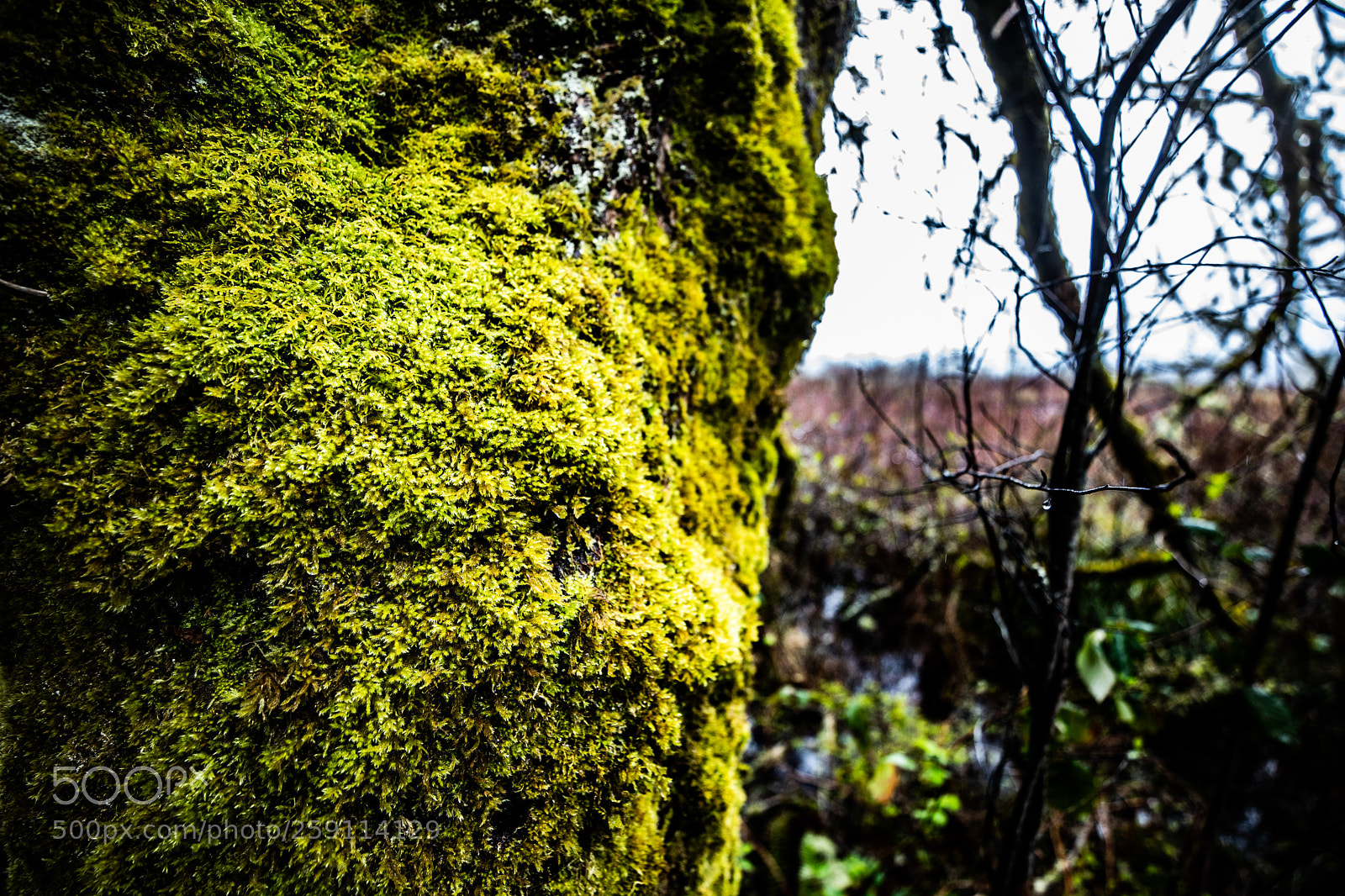Canon EOS 5D Mark IV sample photo. Mt st. helens photography