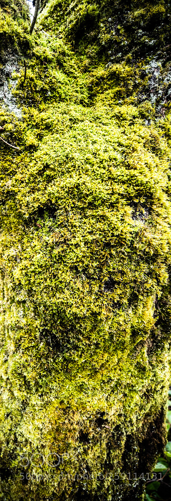 Canon EOS 5D Mark IV sample photo. Mt st. helens photography