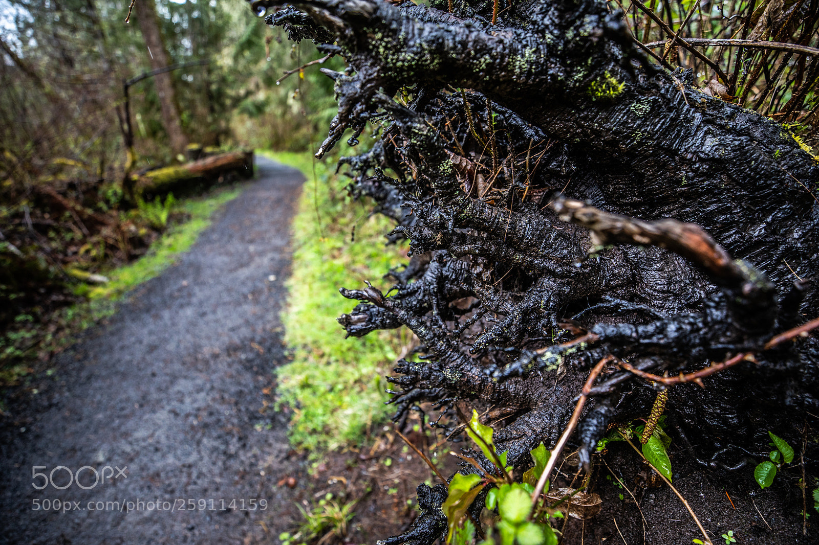 Canon EOS 5D Mark IV sample photo. Mt st. helens photography