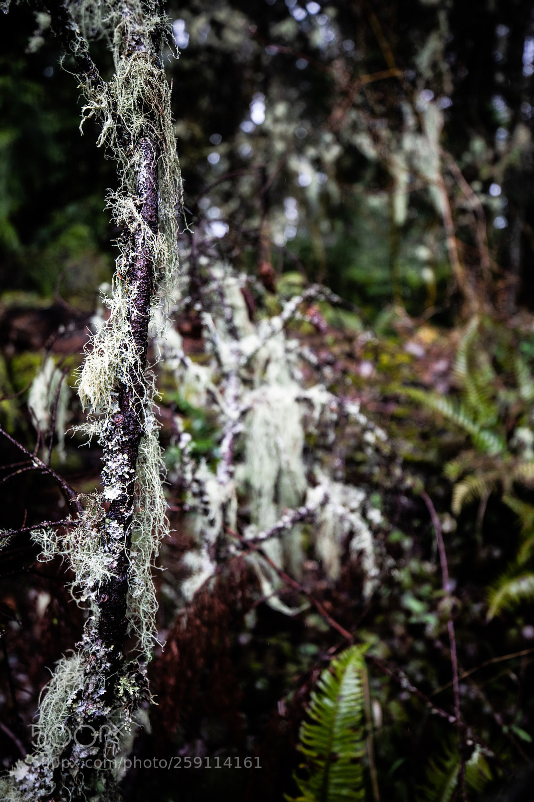 Canon EOS 5D Mark IV sample photo. Mt st. helens photography