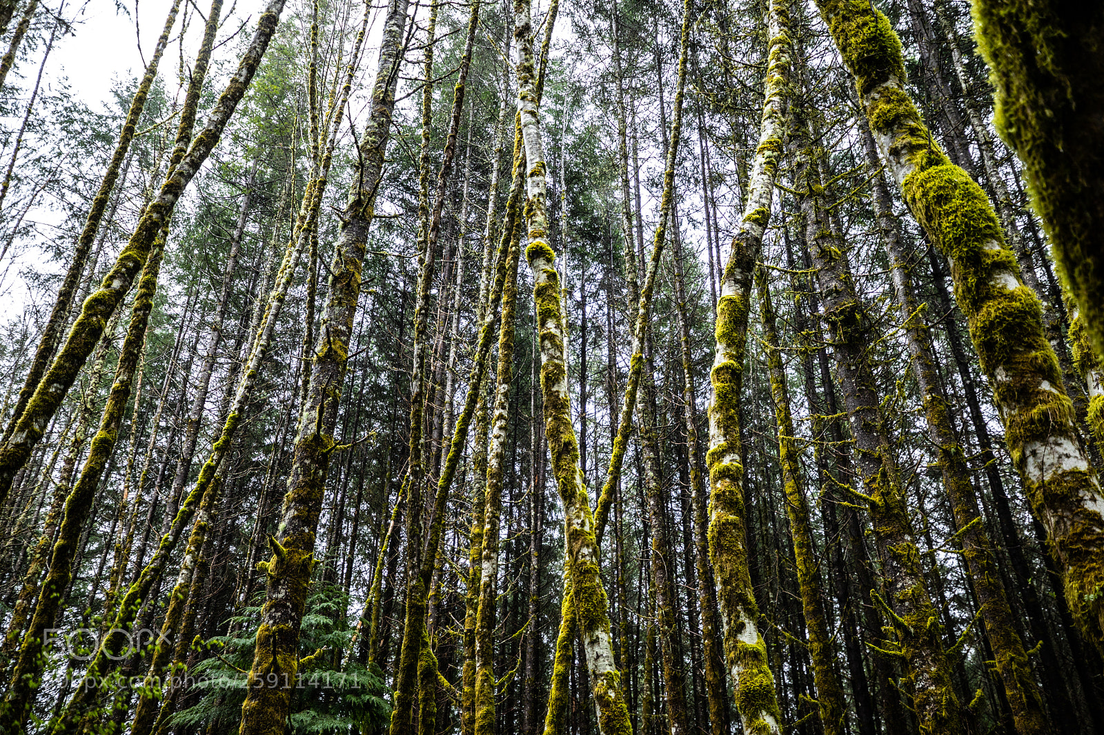 Canon EOS 5D Mark IV sample photo. Mt st. helens photography