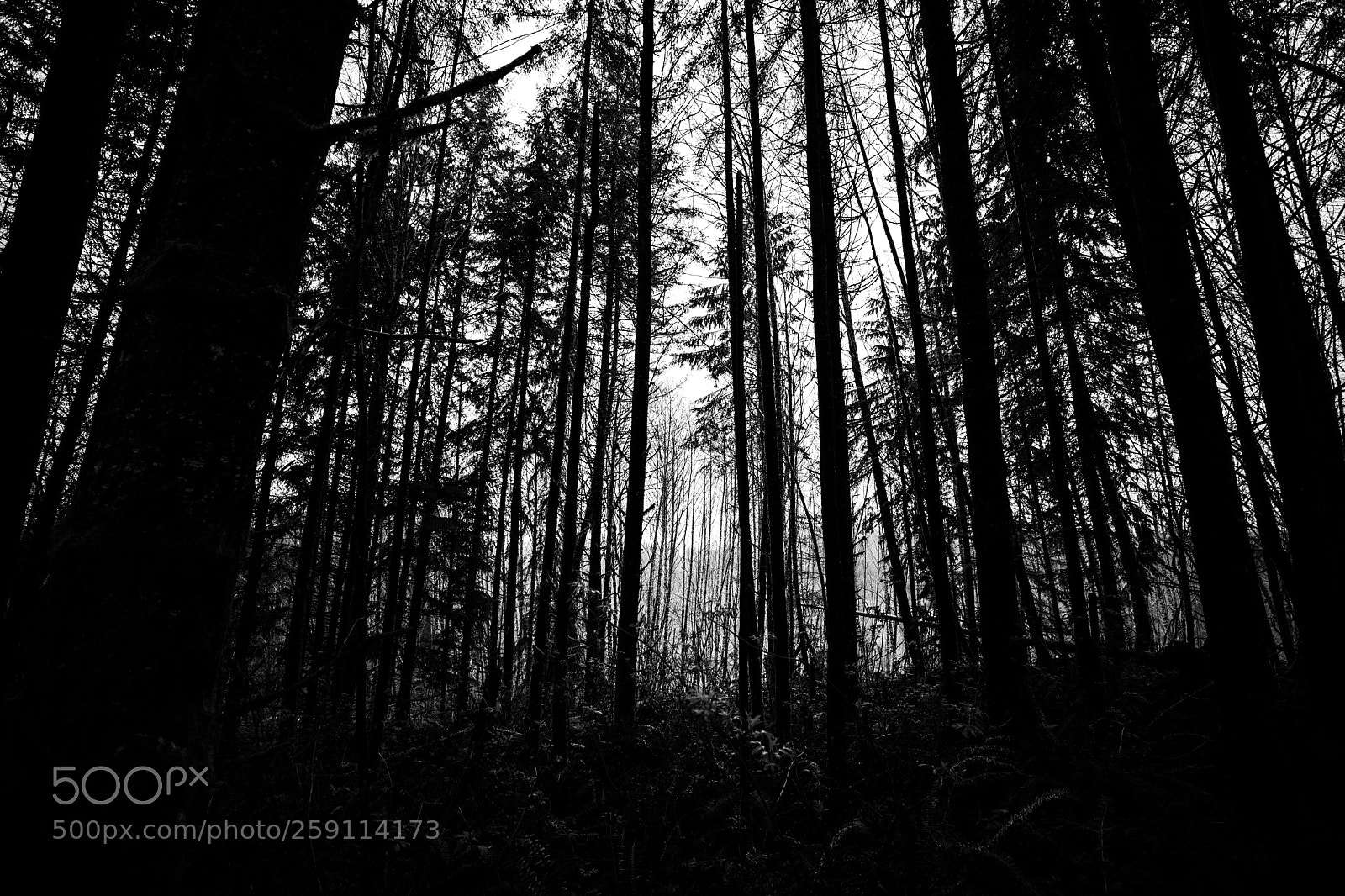 Canon EOS 5D Mark IV sample photo. Mt st. helens photography