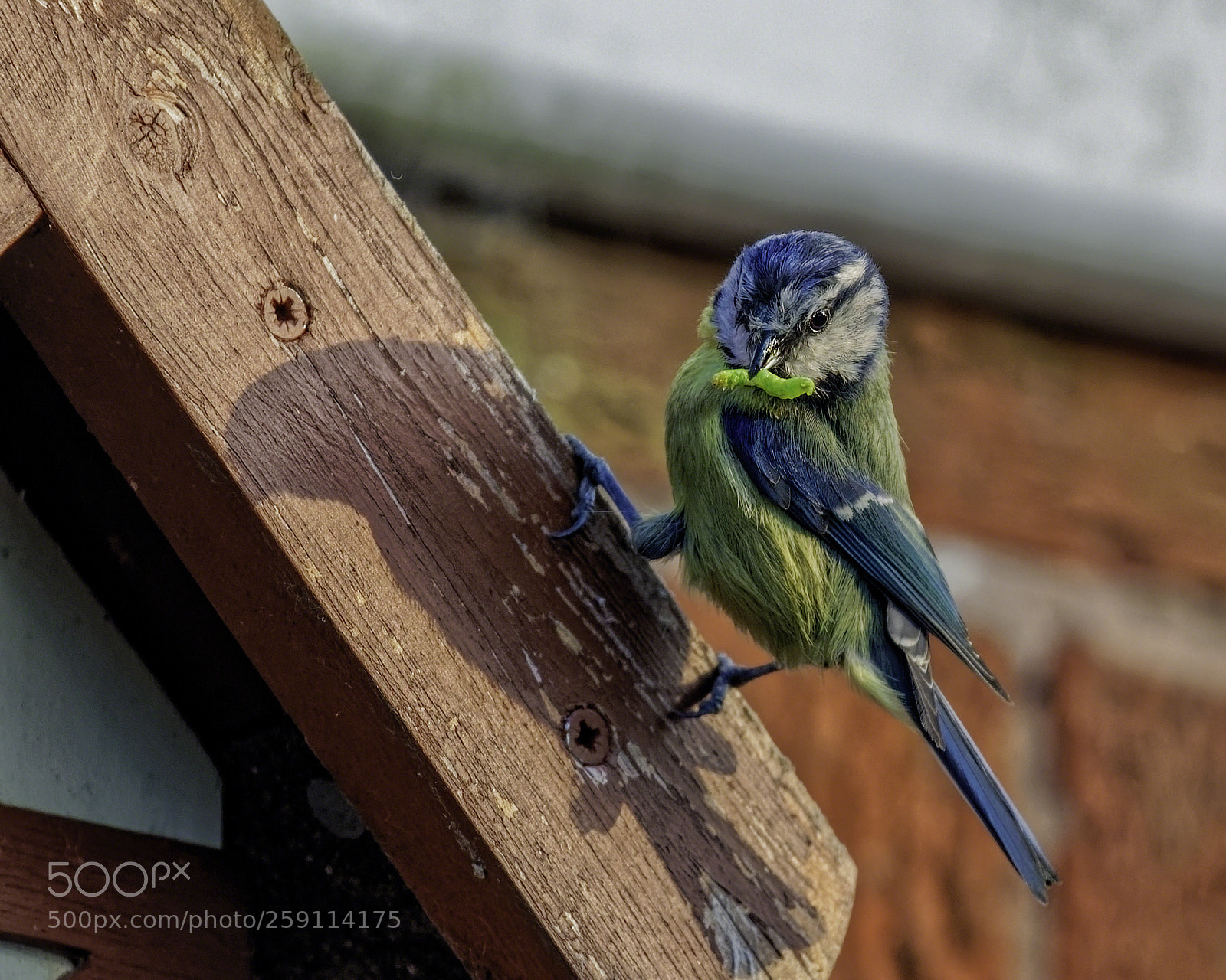 Canon EOS 5D Mark IV sample photo. Baby food photography
