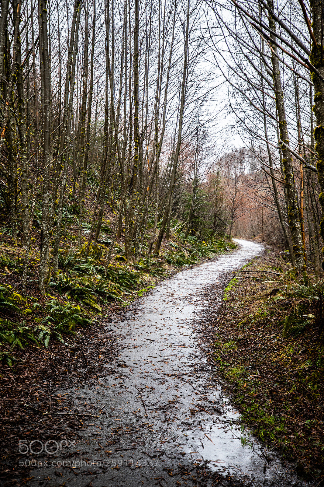 Canon EOS 5D Mark IV sample photo. Mt st. helens photography