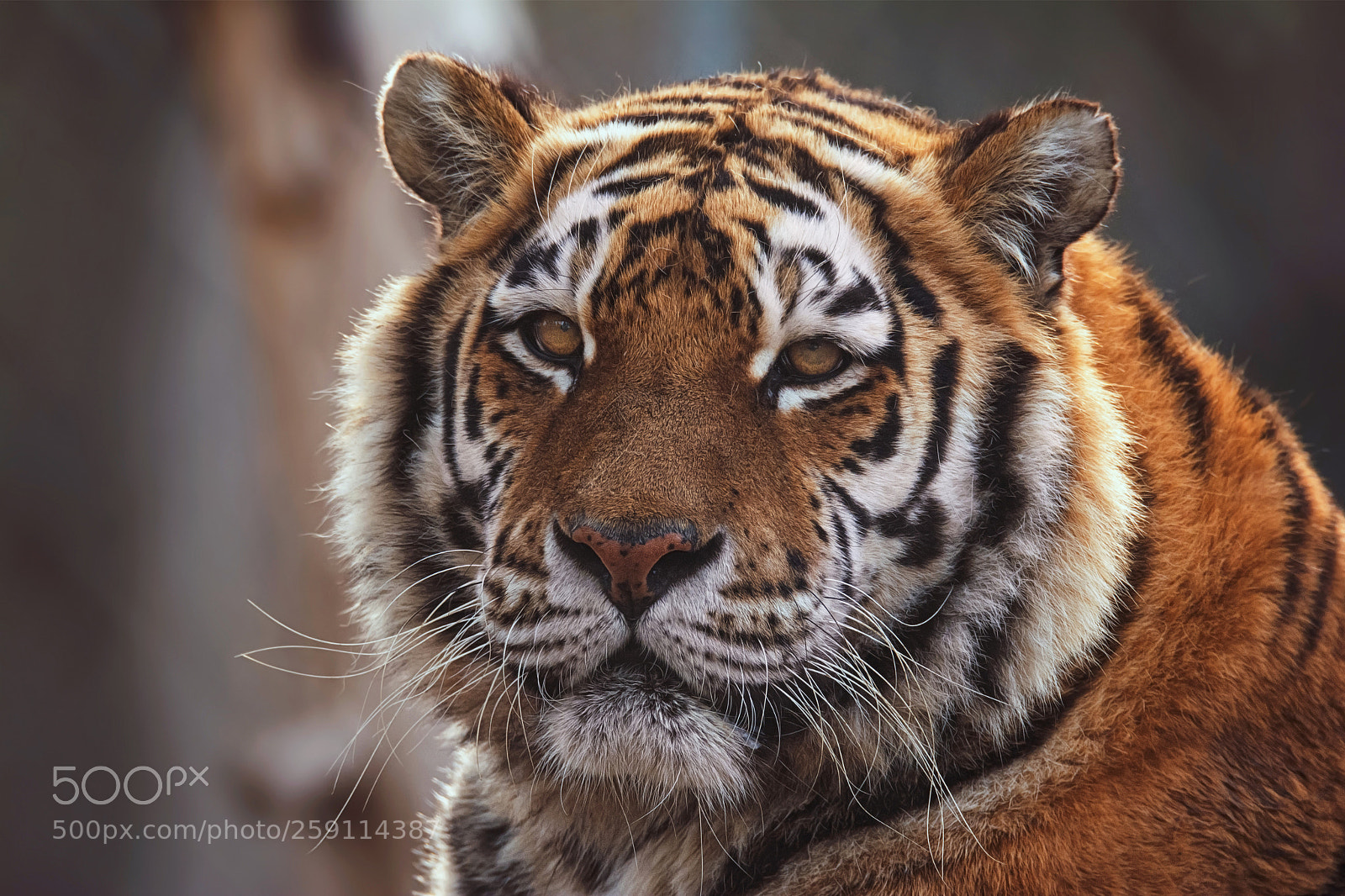 Nikon D7100 sample photo. Siberian tiger photography