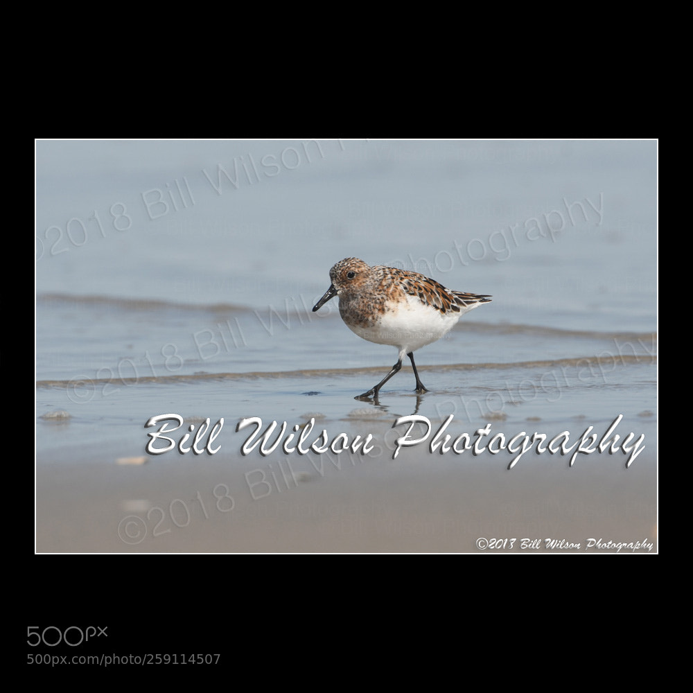 Nikon D500 sample photo. Sanderling photography
