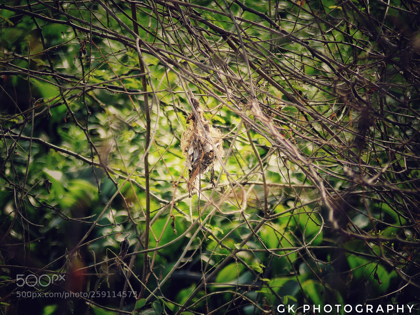 Panasonic Lumix DMC-FZ200 sample photo. Nest in the forest photography