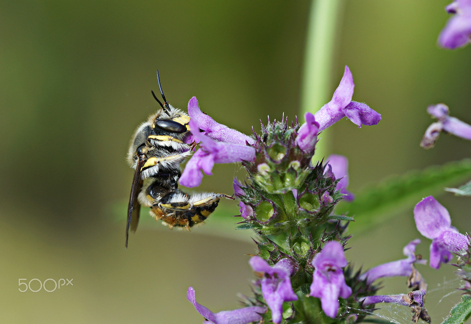 Sony SLT-A57 sample photo. Anthidium manicatum photography