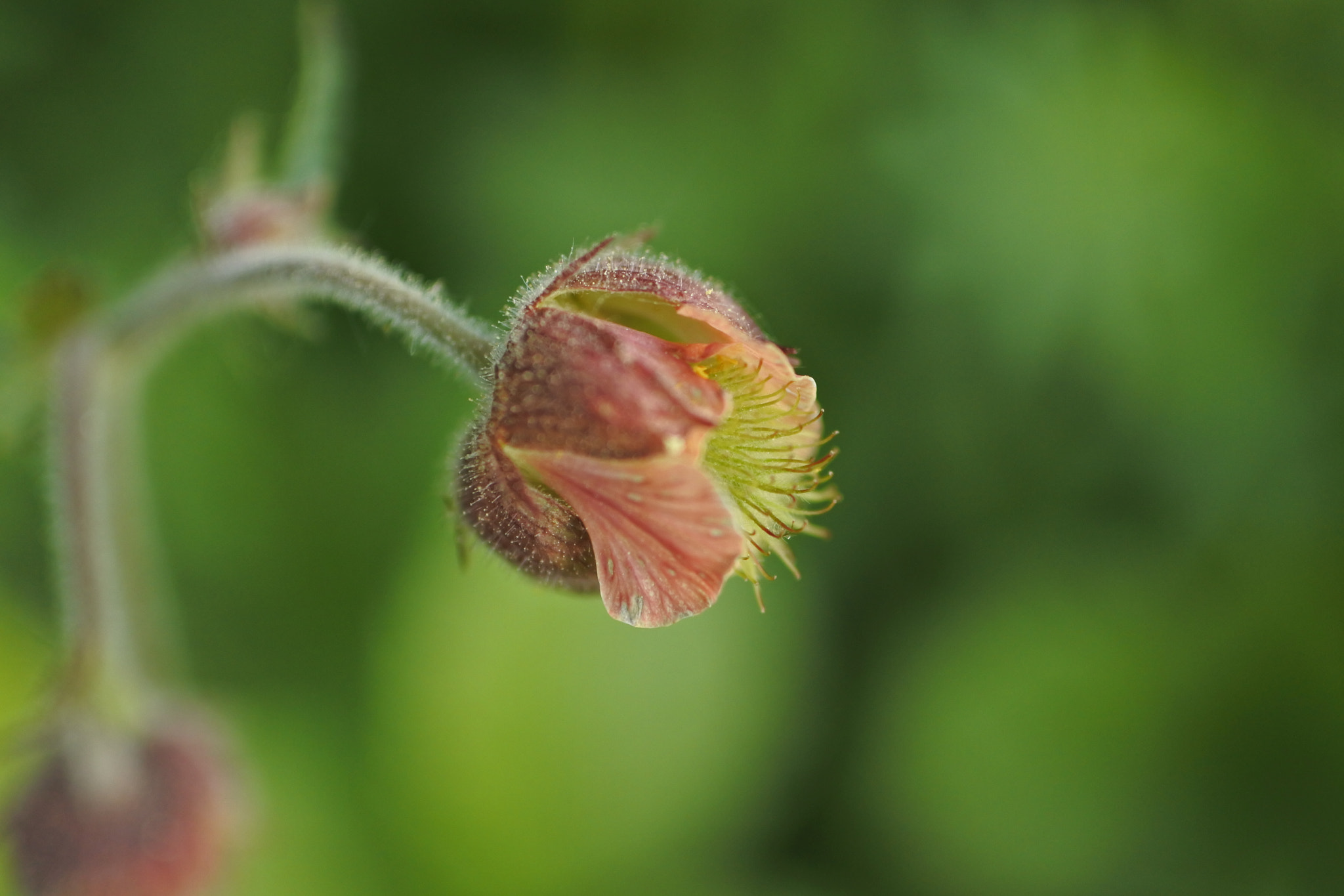 Nikon 1 J5 sample photo. Hops flower photography