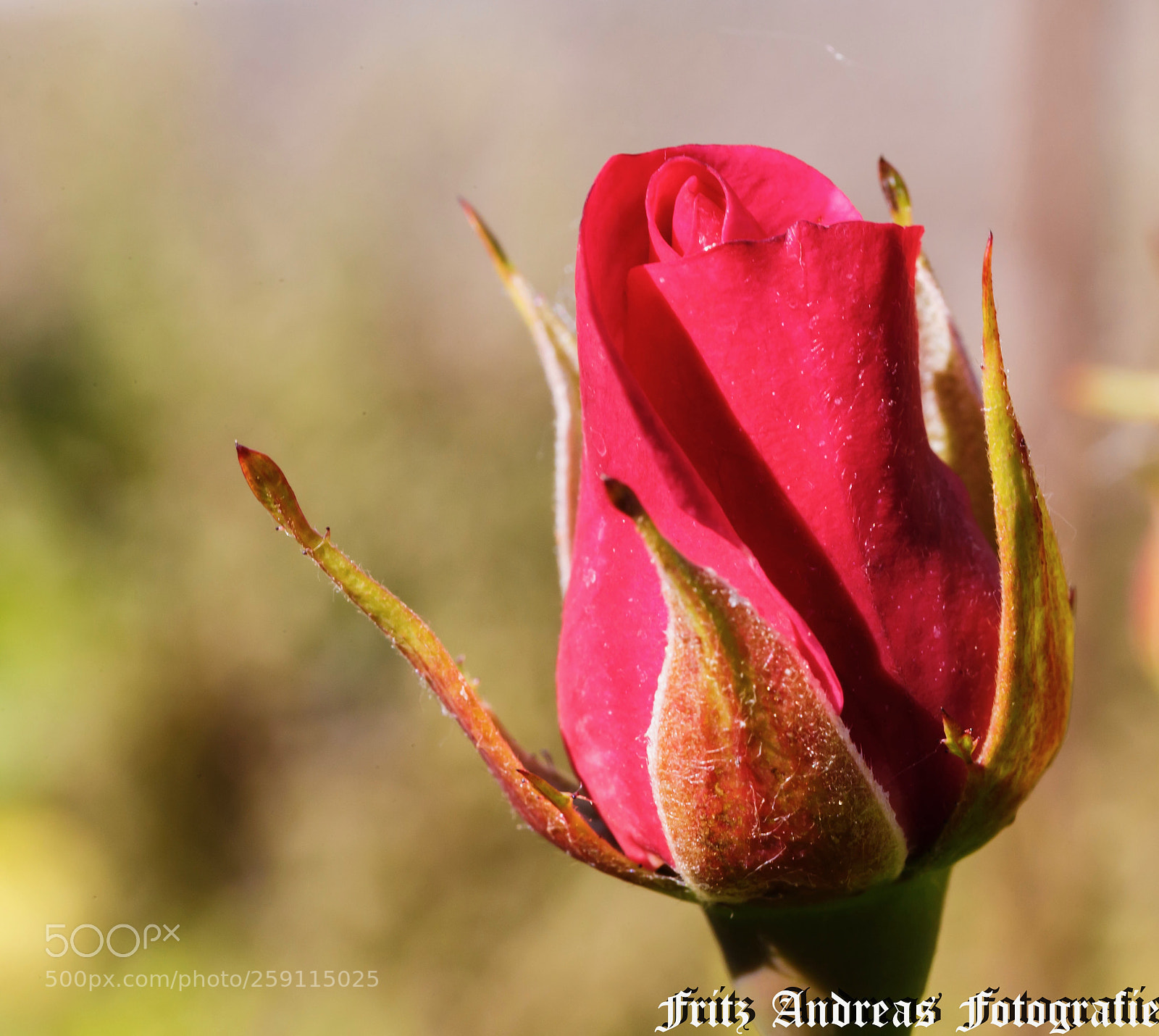 Canon EOS 6D sample photo. Rose photography